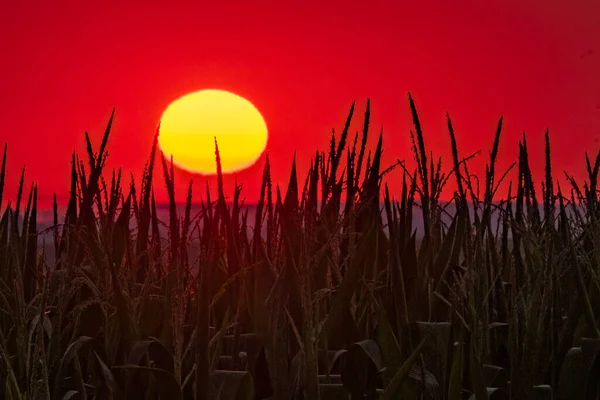 stock image Sunset over the cornfield