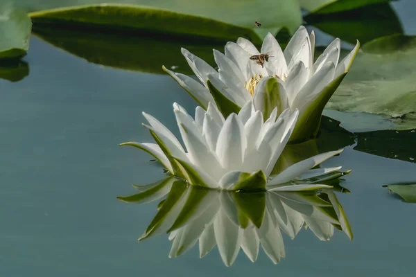 Water Lily Has Bloomed Pond Bees Flying — Stock Photo, Image