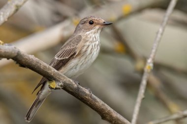 Benekli bir sinek avcısı bir dala tünemiş.