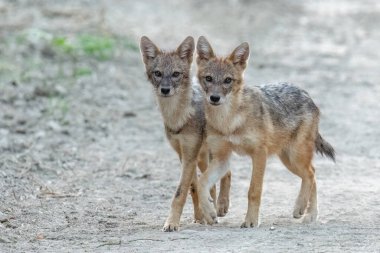 Ormandaki yolda duran genç çakallar