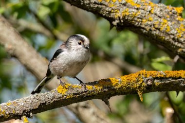 A long-tailed tit perched on a branch