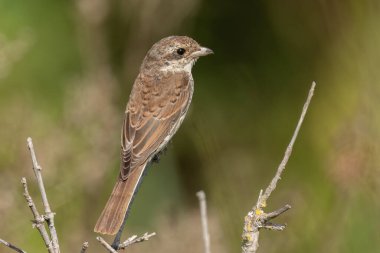 Kırmızı sırtlı bir örümcekkuşu bir dala tünemiş.