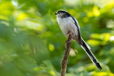 A long-tailed tit perched on a branch