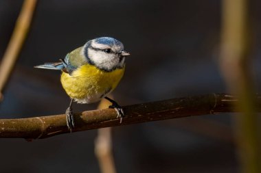 Eurasian blue tit is perched on a rose branch