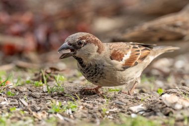 Bir ev serçesi yere tünemiş ve besleniyor.