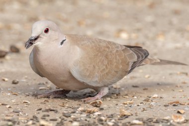 Avrasyalı yakalı güvercin indi ve çiğ ayçiçeğiyle besleniyor.