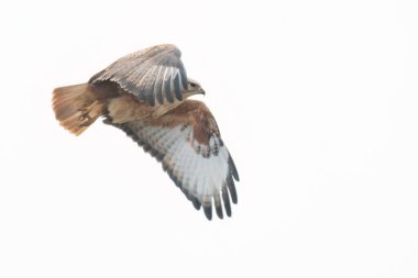 Uzun bacaklı akbaba kanatlarını ileri uzatarak gökyüzünde uçuyor.