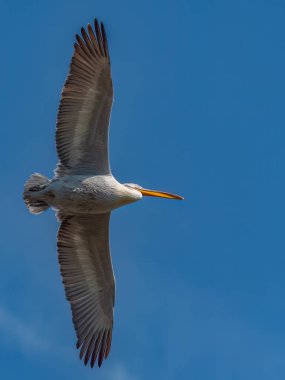Dalmaçyalı pelikan gökyüzünde uçuyor