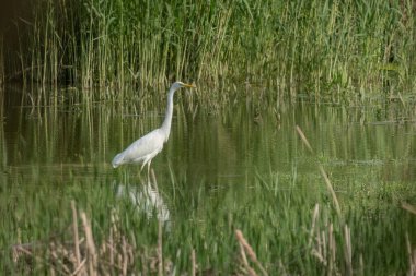 Sazlığın ortasında, gölün sularında balık ya da kurbağa arayan büyük balıkçıl.
