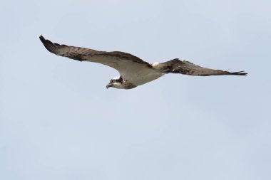 Osprey gökyüzünde uçuyor, açık kanatlarıyla soluna bakıyor.