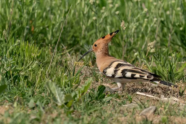 stock image Eurasian hoopoe walking in the grass and looking for bugs