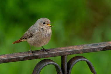 Şehir parkının çitlerine tünemiş siyah kızıl bir kuş.