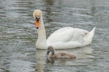 Dilsiz kuğu bebeğinin nasıl yediğini izliyor.
