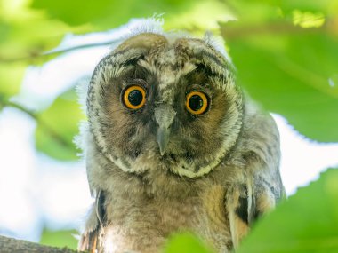 Uzun kulaklı baykuş yavrusu ağacın dalında dikiliyor ve aşağıya bakıyor.