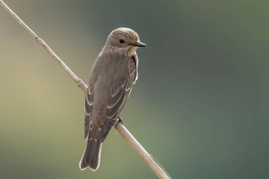 Bir dala konmuş sinekkapan görüldü.