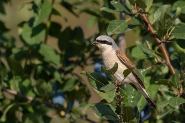 Kırmızı sırtlı örümcekkuşu bir ağaç dalına tünedi.