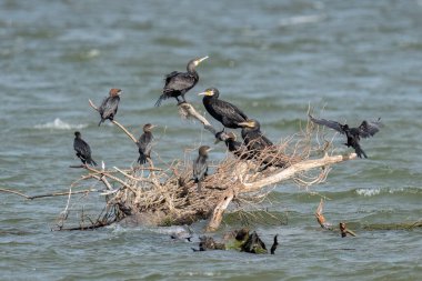 Büyük karabatak ve pigme karabatağı Tuna Nehri 'nin sularındaki dallara tünemiş.