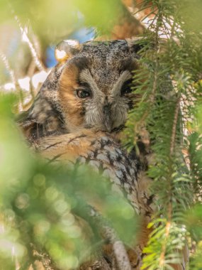 Kış günü bir dalın üzerinde duran uzun kulaklı baykuş