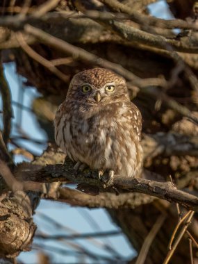 Küçük baykuş bir ağaç dalına tünemiş, dümdüz ileriye bakıyor.