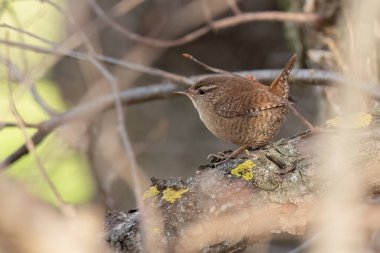 Avrasya İngilizcesi bir dala tünemiş
