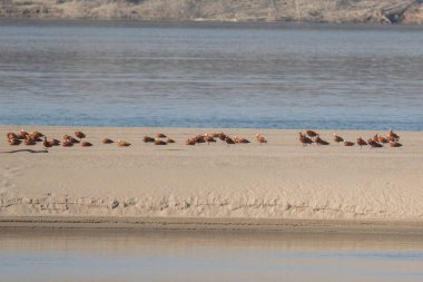 Ruddy shelducks have landed on sandbars in the Danube River clipart