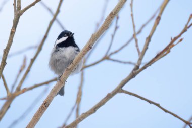 bir dal üzerinde tünemiş kömür baştankara