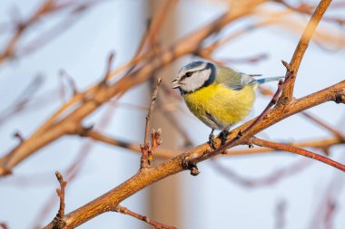 Eurasian blue tit perched on a branch of a tree with open beak