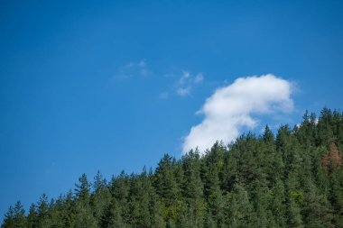 Clouds fly in the sky over a coniferous forest