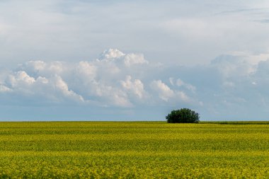 A group of bushes in the middle of a field sown with rapeseed under a cloudy sky