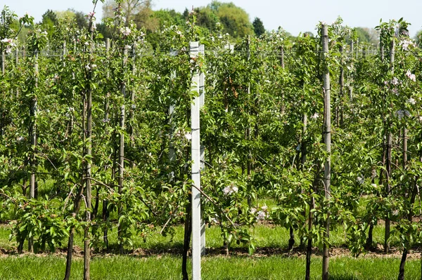 Nahaufnahme Eines Grünen Obstgartens Mit Etwas Blüte Auf Der Baumfrucht — Stockfoto