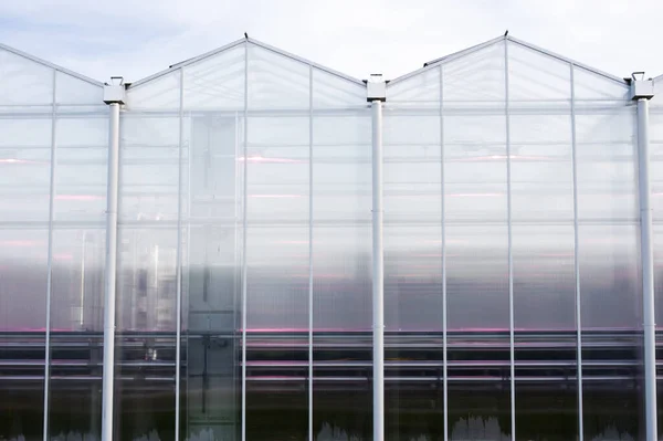 Glasgewächshaus Mit Roten Ampeln Für Den Blumenanbau Den Niederlanden — Stockfoto