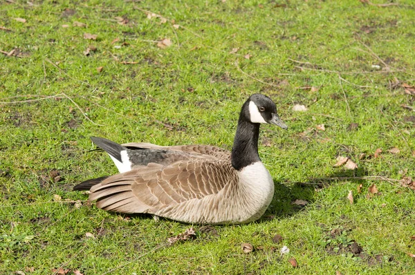 Goose lying relaxed in a green meadow