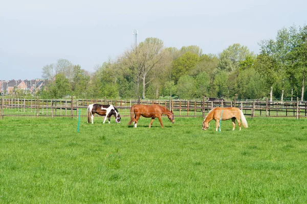 Hnědí Koně Stojící Pastvině Arnhemu Nizozemsku — Stock fotografie