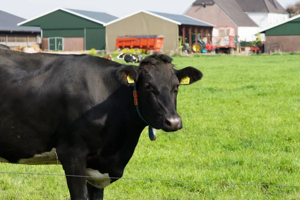 Vaca Preta Prado Com Uma Fazenda Fundo — Fotografia de Stock