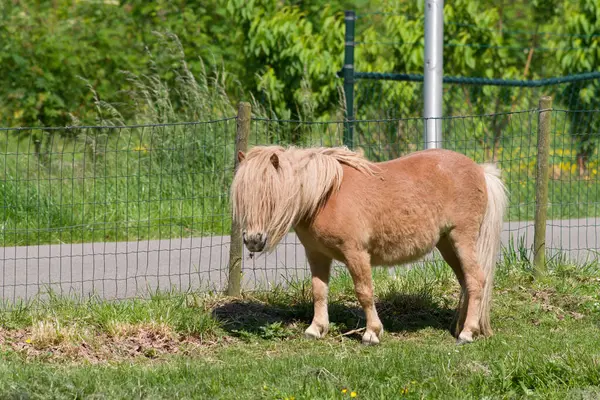 Hnědý Kůň Zelené Pastvině Stojící Před Plotem — Stock fotografie