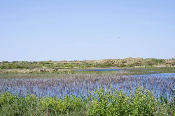 Landscape Wetland Area Water Many Birds Terschelling Netherlands — Stock Photo, Image