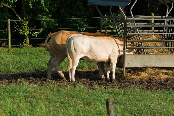 Grupa Blond Aquitaine Krowy Pastwiskach Otrzymują Paszę Uzupełniającą — Zdjęcie stockowe