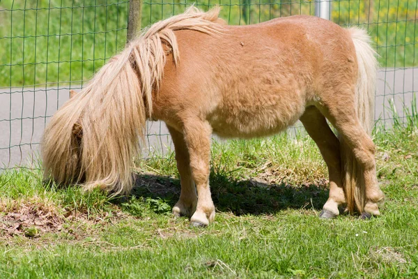 Cavalo Castanho Pastam Pasto Verde Frente Uma Cerca — Fotografia de Stock