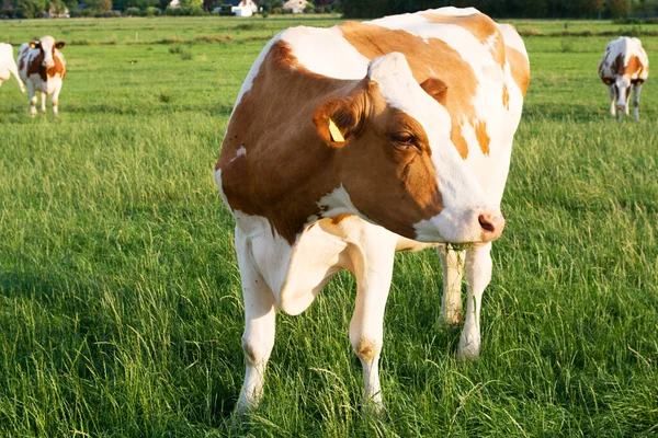 Witte Bruine Koe Die Rondkijkt Groene Weide — Stockfoto