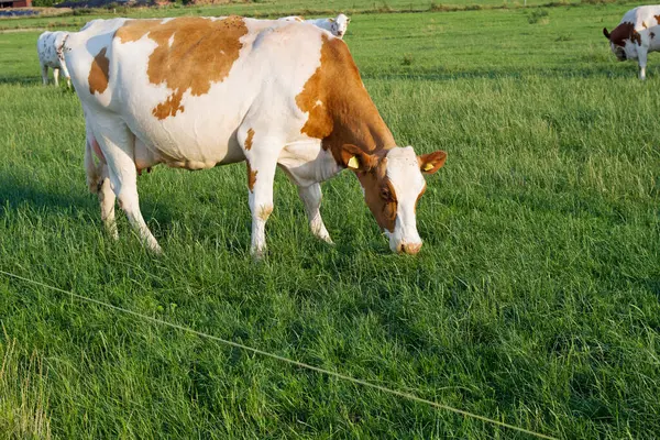 Witte Bruine Koeien Grazen Groene Weiden — Stockfoto