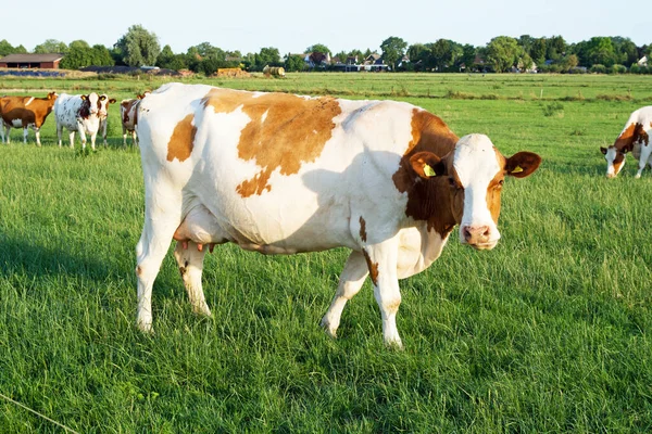 緑の牧草地を眺めている白と茶色の牛 — ストック写真