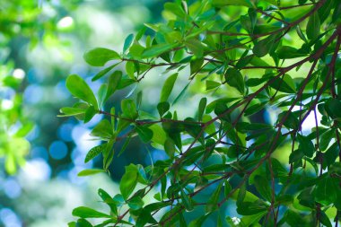 Yeşil yapraklar güzel bir günde ve gökyüzü açık.