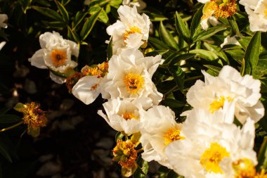 Kırılgan küçük beyaz şakayıklar, sarı merkezli çalılıklarda açar güneşli bir günde, arı çiçeğin üzerinde oturur. Güzel botanik fotoğrafı, bahçe çiçekleri....