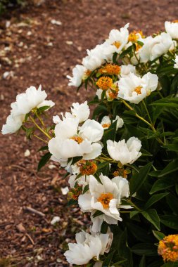 Bahçede ya da parkta sarı merkezli bir sürü kırılgan küçük beyaz şakayık. Bahçecilik ya da bitkisel şakayık tarlası. Güzel botanik fotoğrafı.