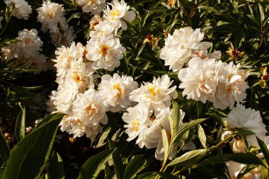 Bir sürü güzel, yemyeşil, beyaz şakayık ve sarı bir merkez var. Güneşli bir günde, çalılar açar, kapat. Bahçecilik ya da bitkisel şakayık tarlası.