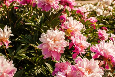 Bahçede ya da parkta güneşli bir günde, sarı merkezli birçok kırılgan pembe şakayık çalıların üzerinde çiçek açar. Bahçecilik ya da bitkisel şakayık tarlası. Seçici odak