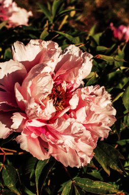 Kocaman kırılgan pembe şakayık çiçekleri. Sarı merkezli. Güneşli bir parkta ya da bahçede çiçek açıyor. Bahçecilik ya da ağaç şakayıkları tarlası