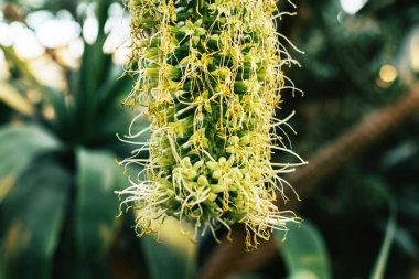 Büyük mavi agave güzel sarı çiçek yakın, botanik duvar kağıdı