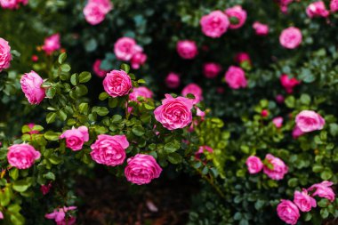 Parlak yeşil yapraklar üzerinde bir sürü güzel pembe gül.