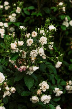Küçük çentikli kenarlı beyaz gülün güzel bir dalı karanfillere benziyor. Parlak yeşil yapraklı, güçlü, sağlıklı çalı seçici odaklı.